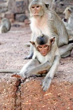 Monkeys Stock Photos