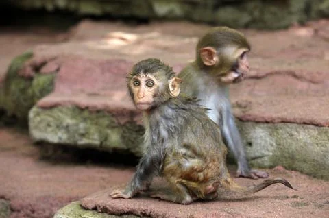 Monkeys Stock Photos