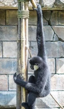 Monkeys Stock Photos