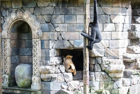 Monkeys Stock Photos