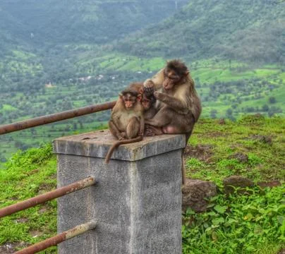 Monkeys Stock Photos