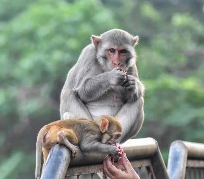 Monkeys Stock Photos