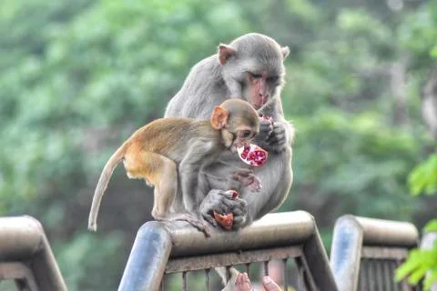 Monkeys Stock Photos