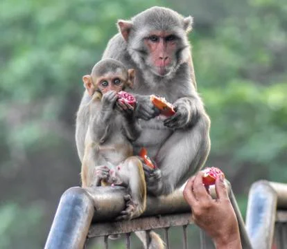 Monkeys Stock Photos