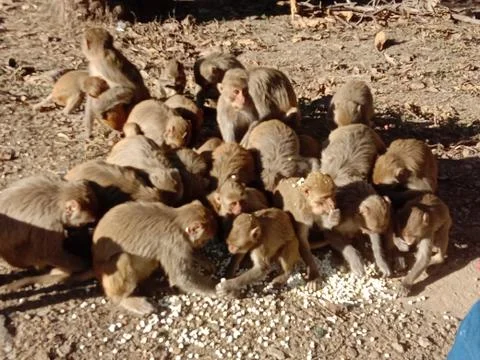 Monkeys 스톡 사진