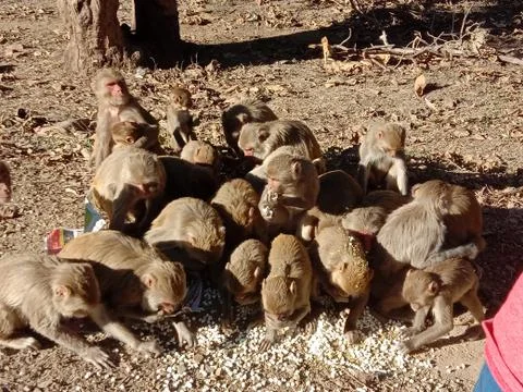 Monkeys 스톡 사진