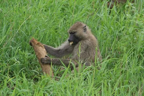 Monkeys Stock Photos