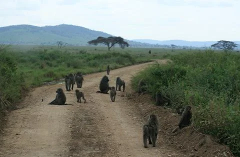 Monkeys Foto stock