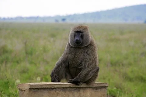 Monkeys Stock Photos