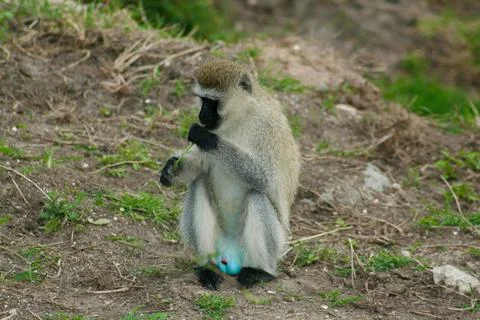 Monkeys Foto stock