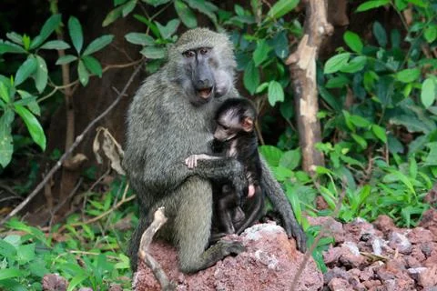 Monkeys Foto stock