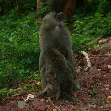 Monkeys Stock Photos