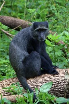 Monkeys Stock Photos