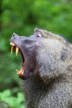 Monkeys Stock Photos