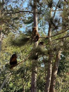 Monkeys in Pine Trees Stock Photos