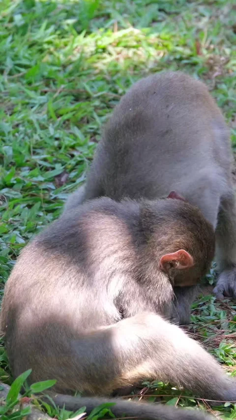 Monkeys play fighting two young baboons play fighting with each other, Park. Video stock 310162945