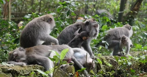 Monkeys play in Monkey Forest Ubud, Bali Stock Footage 58976466
