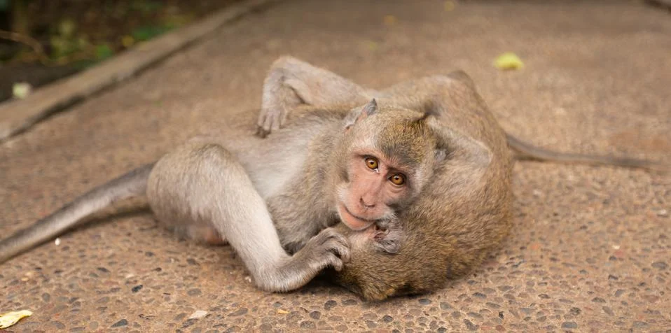 Monkeys play Stock Photos