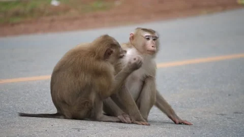 Monkeys play on the street, Stock Footage 140764362