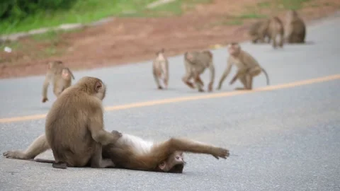Monkeys play on the street,Monkey and Relax Time, Stock Footage 140764341