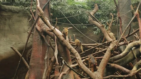 Monkeys play on tree, an island with waterfall, river, moat. group Stock Footage 240416683