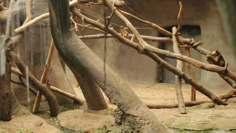 Monkeys play on tree, an island with waterfall, river, moat. little funny Stock Footage 240416840