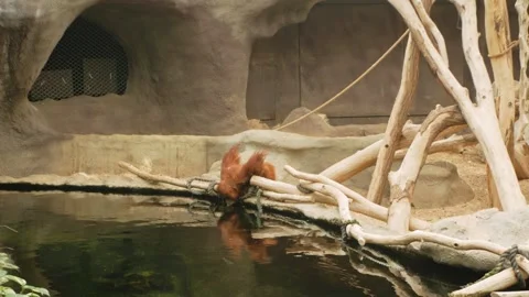 Monkeys play on tree, an island with waterfall, river, moat. Red Great Primate Stock Footage 240416916