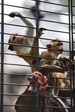 Monkeys Playfully Interacting in Their Cage at Berlin Zoo Stock Photos
