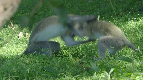 Monkeys playfully romping in the grass Stock Footage 139197543