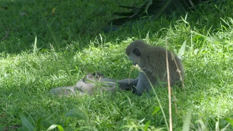 Monkeys playfully romping in the grass Stock Footage 139199468
