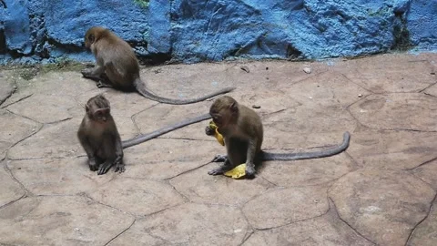 Monkeys playing at Batu Caves temple in Kuala Lumpur, Malaysia Stockbeeldmateriaal 221270157