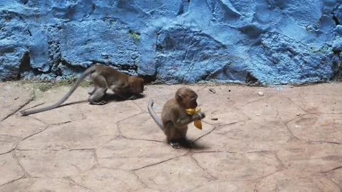 Monkeys playing at Batu Caves temple in Kuala Lumpur, Malaysia 動画素材 221270164