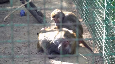 Monkeys playing in the cage in the zoo Stock Footage 76089640