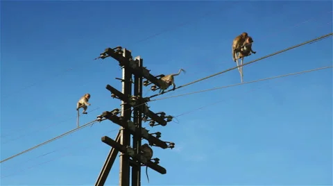 Monkeys Playing On The Electrical Poles 库存影片 53115958