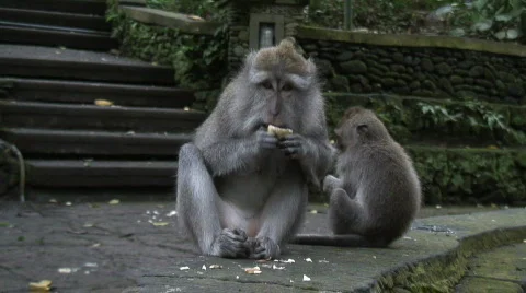 Monkey's Playing Stock Footage 307098
