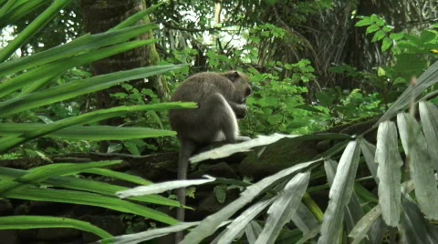 Monkey's Playing Stock Footage 307107