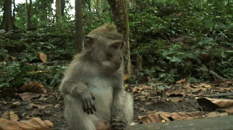 Monkey's Playing Stock Footage 307124