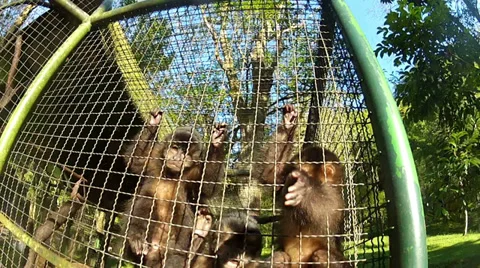 Monkeys playing 库存影片 27291402