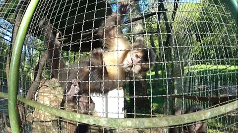 Monkeys playing Stock-Footage 27293473