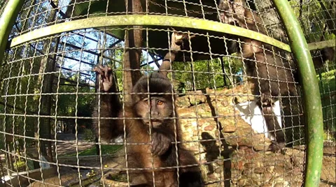 Monkeys playing Stock Footage 27293691