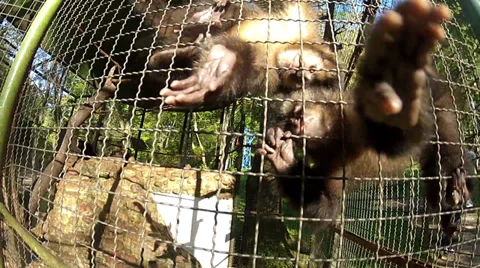 Monkeys playing Stock-Footage 27295438