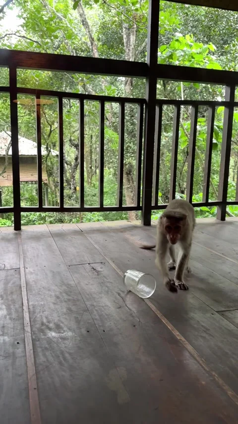 Monkeys playing with a glass kept in the balcony of a tree house in a resort Stock Footage 338166478