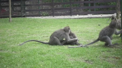 Monkeys Playing on the Grass in a Forest. Slow Motion Stock Footage 67252881