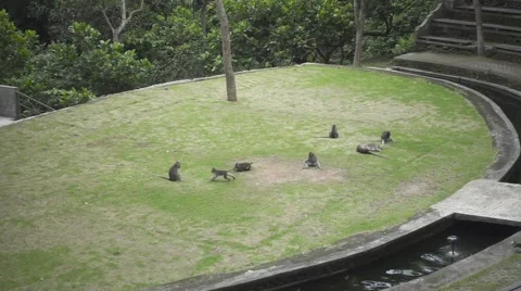 Monkeys Playing on the Grass in a Forest. Slow Motion Stock Footage 67253606