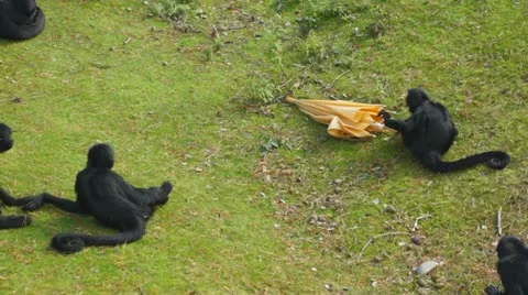 Monkeys playing with a lost umbrella Stock Footage 12173522