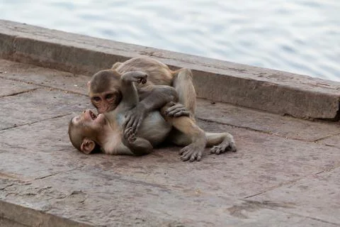 Monkeys playing Foto stock