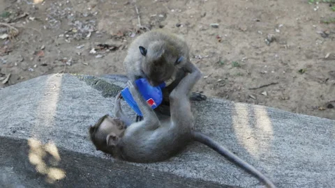 Monkeys playing with plastic trash. Stock Footage 274539951