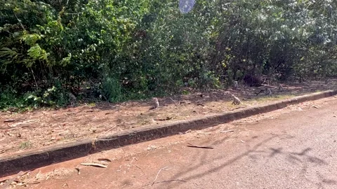 Monkeys Playing by the Roadside Stock Footage 328217624