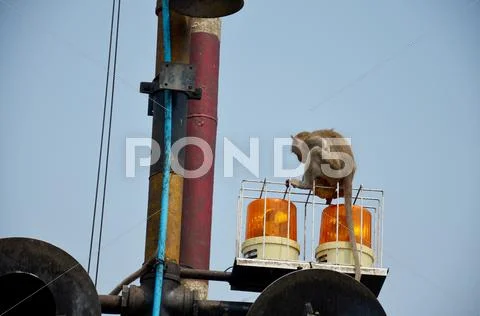 Monkeys playing on siren light of railway train Stock Photos