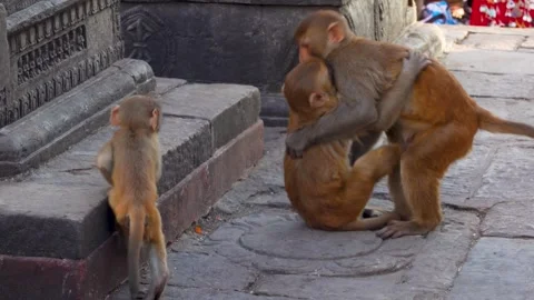 Monkeys Playing at Swayambhunath, Monkey Temple, Kathmandu, Nepal Stock Footage 329507228